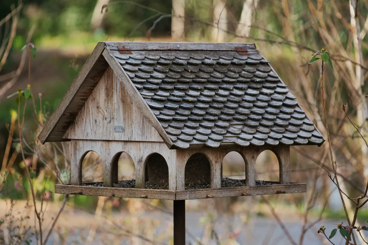 A Seasonal Guide to Backyard Bird Feeding in Rural Areas