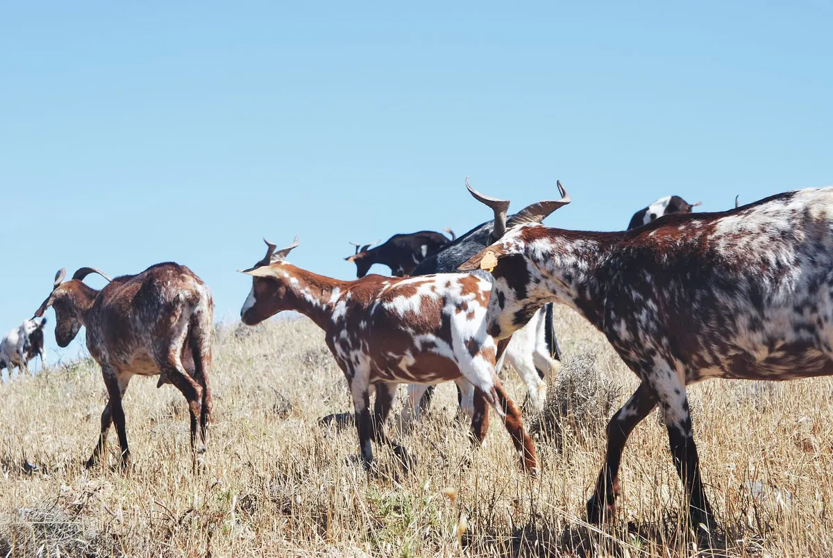 Five Common Mistakes When Raising Backyard Goats