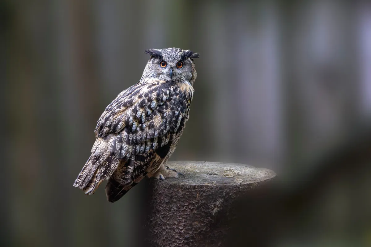 How to Identify Common Owl Calls at Night