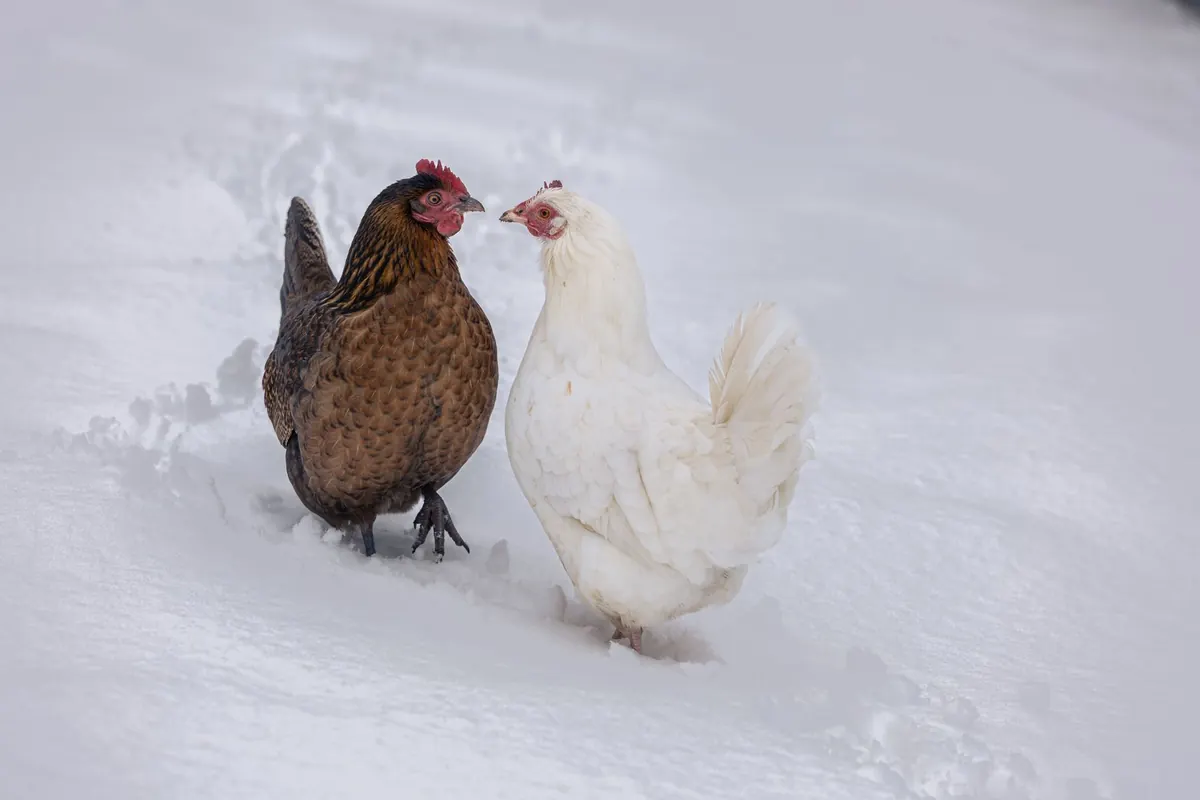How to Start a Backyard Chicken Flock in a Cold Climate